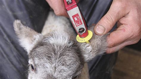 What Tool Is Used For Tagging Farm Animals
